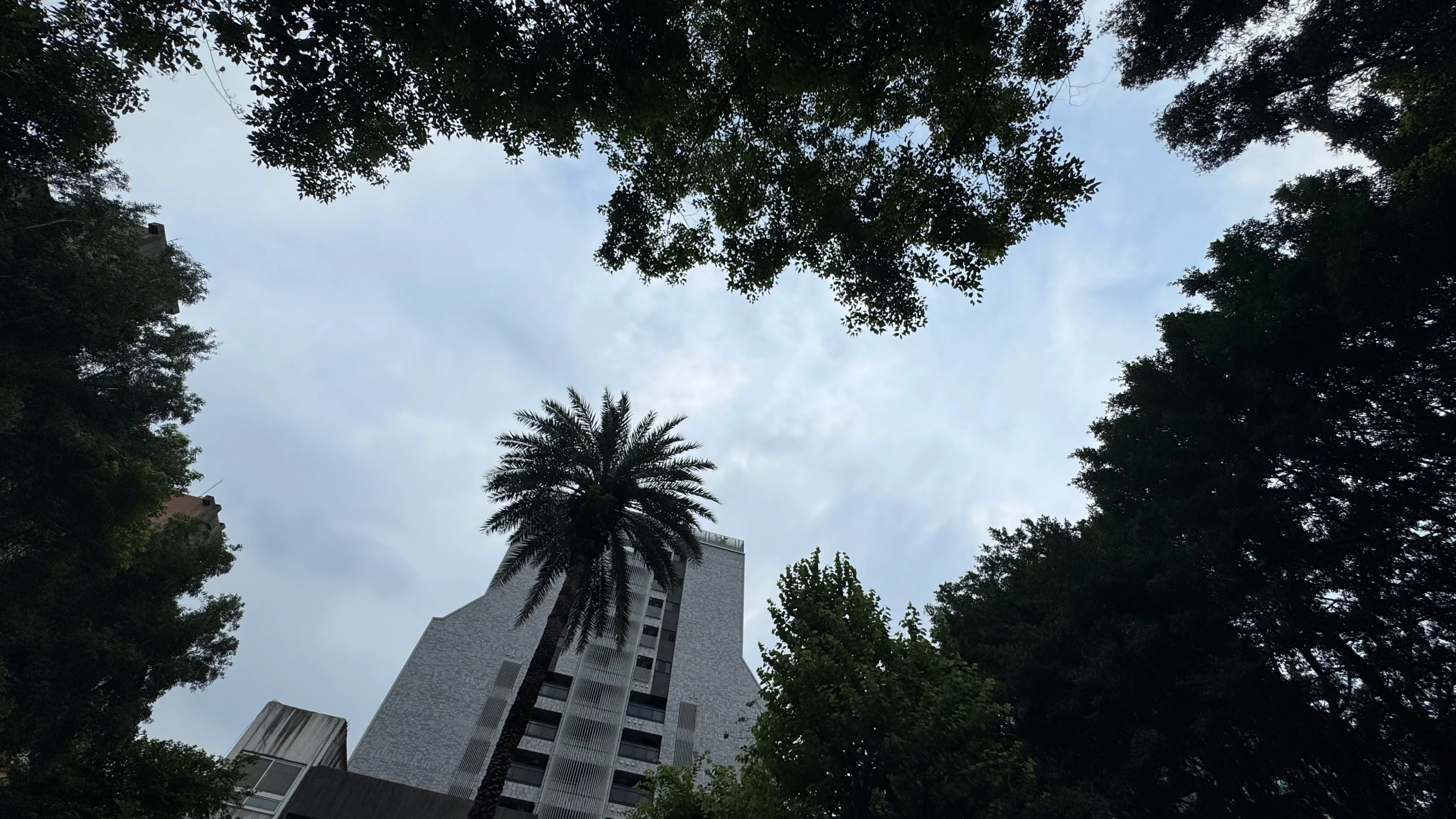 從公園仰望天空的風景